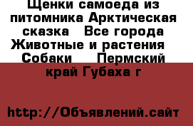 Щенки самоеда из питомника Арктическая сказка - Все города Животные и растения » Собаки   . Пермский край,Губаха г.